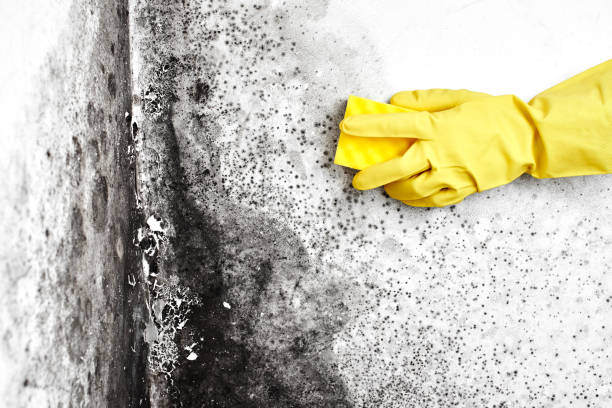 Best Comprehensive Air Testing for Mold Contaminants  in Moundsville, WV