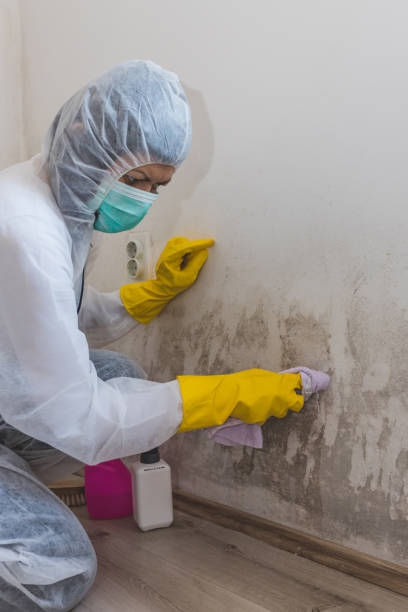 Best Asbestos and Lead Testing During Mold Inspection  in Moundsville, WV