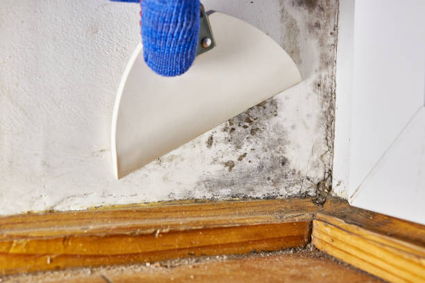 Best Mold Damage Restoration  in Moundsville, WV