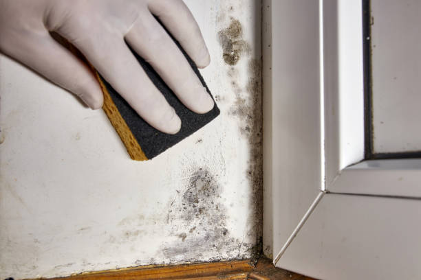 Best Basement Mold Removal  in Moundsville, WV